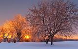 Iced Trees At Sunrise_21203-4
